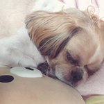 12살똘이  1살<b>요미</b>_2