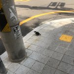 [고양이] 생후4주 길냥이에요!