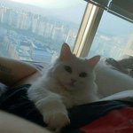 [댓글부탁해] 우리 <b>고앵이</b> 이뿌지❤