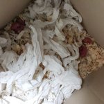 햄스터 낳을때 새끼를 만지거나 보지말라는건~~~