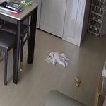 [강아지] 생후 5개월된 포메 <b>메루</b>!!