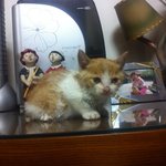 [고양이] 이웃에 학대당한 후 버려진 우리 고양이 - 제발 봐주세요...