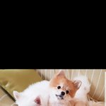 [강아지] 강아지 <b>토리</b>에요^^