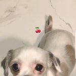 [댓글부탁해] 강아지 이름 <b>앵두</b> 어때??