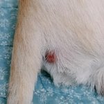 강아지 피부에 뭐났어요ㅠㅠㅠ