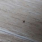 얘들아 이거 혹시 <b>머릿니</b>야??ㅠ