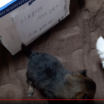 구해준 강아지가 아빠 <b>몸집</b>만해졌어ㅠㅠㅠ (사진 많음)