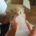 [고양이] 김제보<b>호소</b> 아깽이들