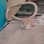 고양이 잘 아는사람!