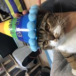 [고양이] 두부라는 아이에요5