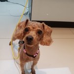 [강아지] 가족에게 버림받고 눈물 고이던 푸들<b>미주</b>