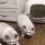 힙합 좋아하면서 나플라랑 키드<b>밀리</b> 이번에 처음 안 애들도 있으려나...