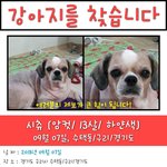잃어버린 <b>시츄</b>를 찾습니다