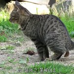 고양이 <b>응가</b>한다