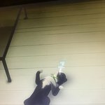 ㅋㅋㅋㅋㅋ고양이 개귀엽게 잔다ㅋㅋㅋㅋ