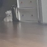 <b>간식</b> 줄까봐 쳐다보고 있음