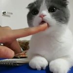 [댓글부탁해] 상메 이걸로 하면 양<b>홍원</b> 팬인거 티나냐