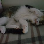 울 다<b>롱이</b> 자는모습이에요~~~