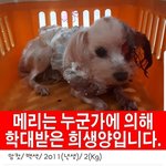 [강아지] 학대범을 잡습니다