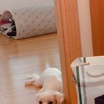 <b>울</b> <b>애기</b> 이러구 나 쳐다본다