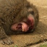 [댓글부탁해] <b>반삭</b>에서 턱단발까지 기르는거 얼마나걸림