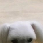 [댓글부탁해] 다이어트 중인데 자극되게 <b>욕해</b>줘ㅜㅜㅜ