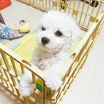 짱절미를 보고 뒤져본 울집 댕댕이 귀요미시절..