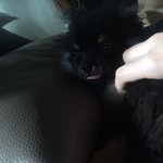 울 집 갱얼쥐 졸린 모습 볼 <b>사룸</b>