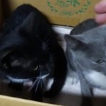 고양이<b>종이</b>뭔가요?