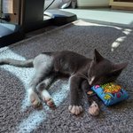 <b>아가</b>냥이