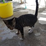[조언부탁] 갑자기 나타난 고양이!