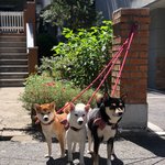 [강아지] 귀여운 시바견 세 자매 이야기 1.