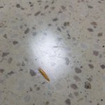 진주햄에서 이<b>물질</b> 나왔어요