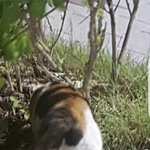 [댓글부탁해] <b>고앵이</b> 궁디 귀엽다 추반
