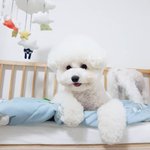뚱빠기 때빠기 돼빠기