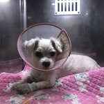 10년 키운 개가 무지개다리 건넜어