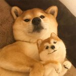 감출 수 없는 <b>시바</b>의 존재감