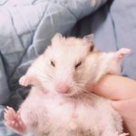 [댓글부탁해] 울 <b>햄찌</b> 개존귀 ㅇㅈ 하냐?