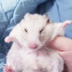 [댓글부탁해] 울 <b>햄찌</b> 사진 더 올림