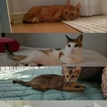 [강다니엘] ✨루피오녤✨