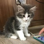 [EXO] 상상속 <b>동물</b>