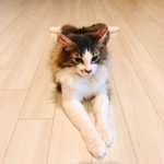 [EXO] 백현:고양이가 <b>시우민</b>형을 키우는 건지 모르겠어