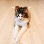 [댓글부탁해] <b>메베</b> 뭐 쓰는지 알려주면 추석때 사촌안온당