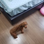 [댓글부탁해] 우리집 10월달부터 강아지 키<b>운대</b>..