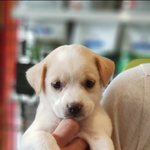 [강아지] 올무에 <b>어미</b>가 죽고 4남매만 남겨졌어요