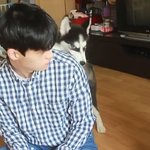 <b>청명</b>이 <b>이</b> ㅅㄲ 사람맞네 맞아