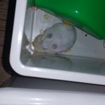 평촌이를 오랜만에 <b>북문</b>이한테 붙여놓아보니~~~