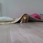 나의 동거묘 <b>도칠</b>이 혼자보내는 시간들..