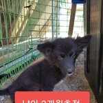 [강아지] 매력이 넘치는 블랙 강아지