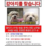 [도와주세요] 저희강아지 찾을수있게 도와주세요